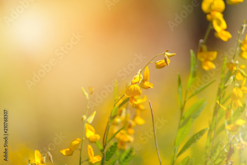 Close-up Yellow Crotalaria juncea flower with blurred Sunn hemp or Crotalaria juncea on background photo