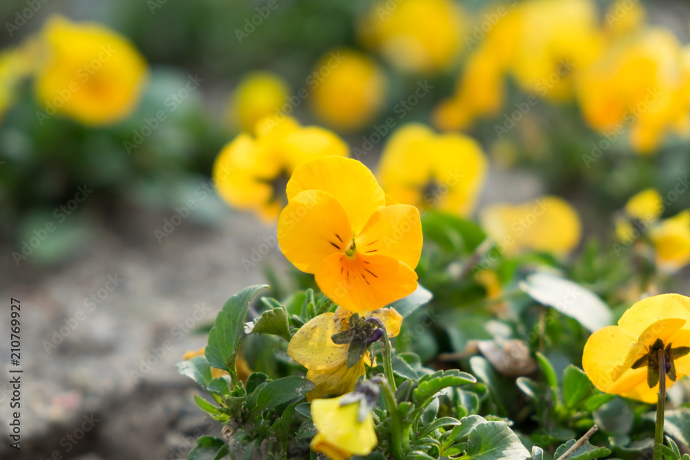 Yellow viola flower in the garden. Yellow viola flower in the garden.