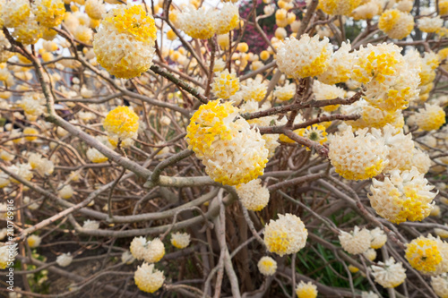 Edgeworthia chrysantra Lindl.