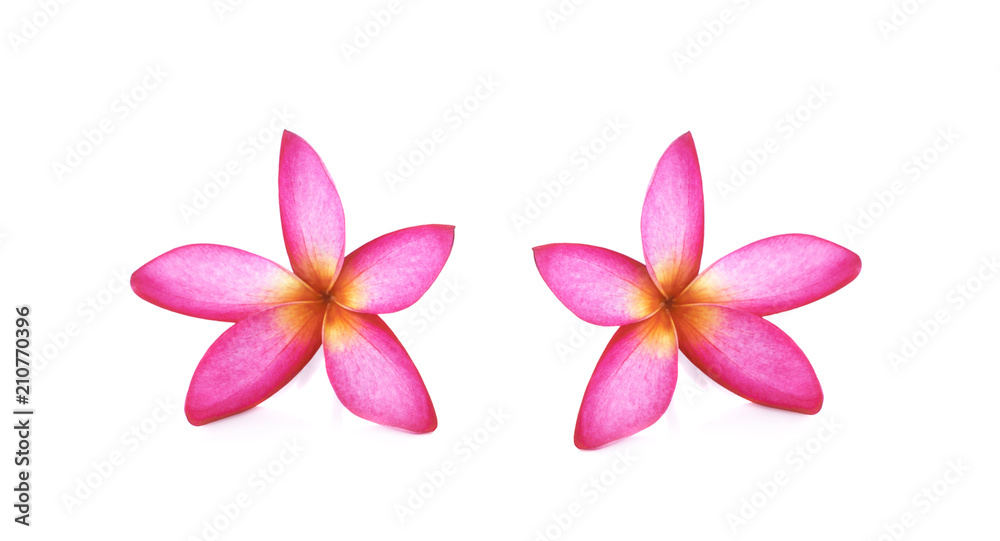Obraz premium Pink Frangipani Plumeria flower