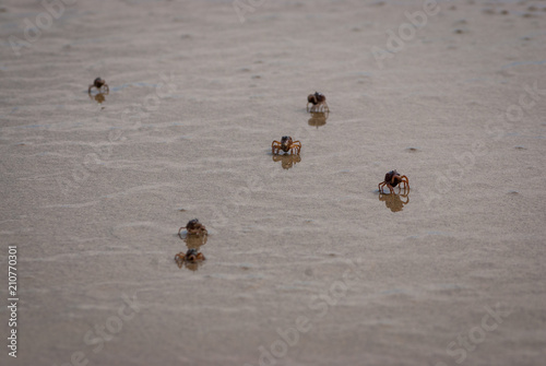 Foto Crabs scuttling along the sand