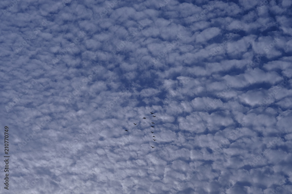 空と雲と鳥