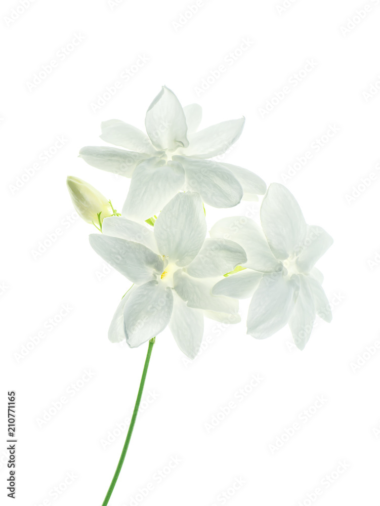 Obraz premium Close up of jasmine flower.