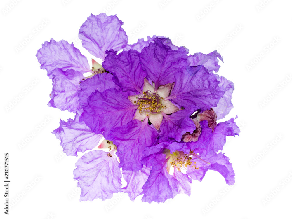 Lagerstroemia speciosa flower Lagerstroemia speciosa flower