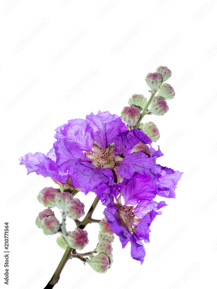 Lagerstroemia speciosa flower