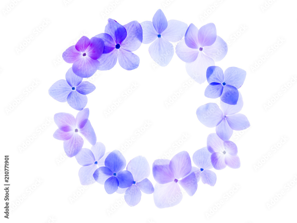 Obraz premium Close up Hydrengea flower.