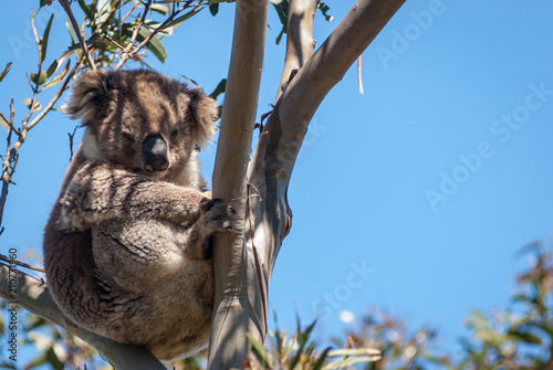 Photography Koala in gum, Australia