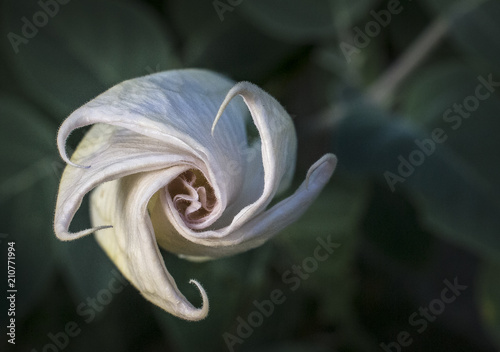Datura, Devil's Trumpet