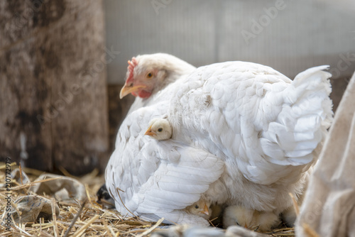Little cute beautiful chickens lie under their mother's chicken