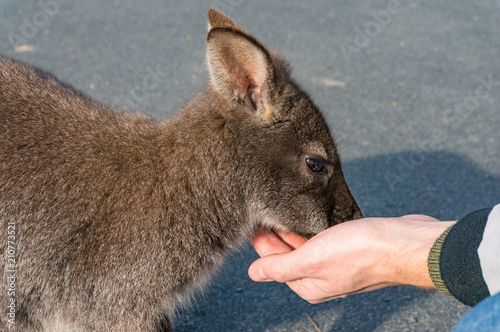 Person feeding wild kangaroo, wallaby