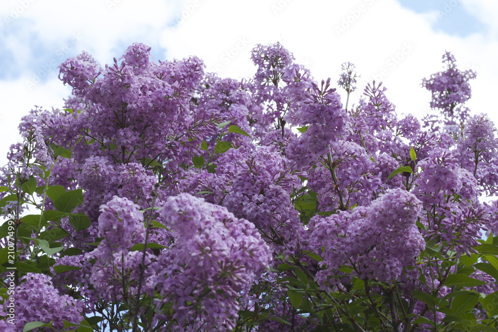 Close up view of beautiful Chines lilac blossoms in full bloom Close up view of beautiful Chines lilac blossoms in full bloom