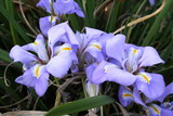 Purple Iris 'unguicularis'
