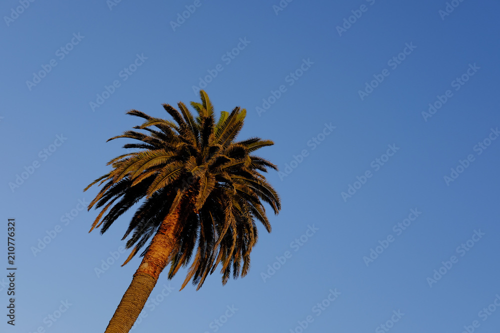 Palm trees and blue skies.