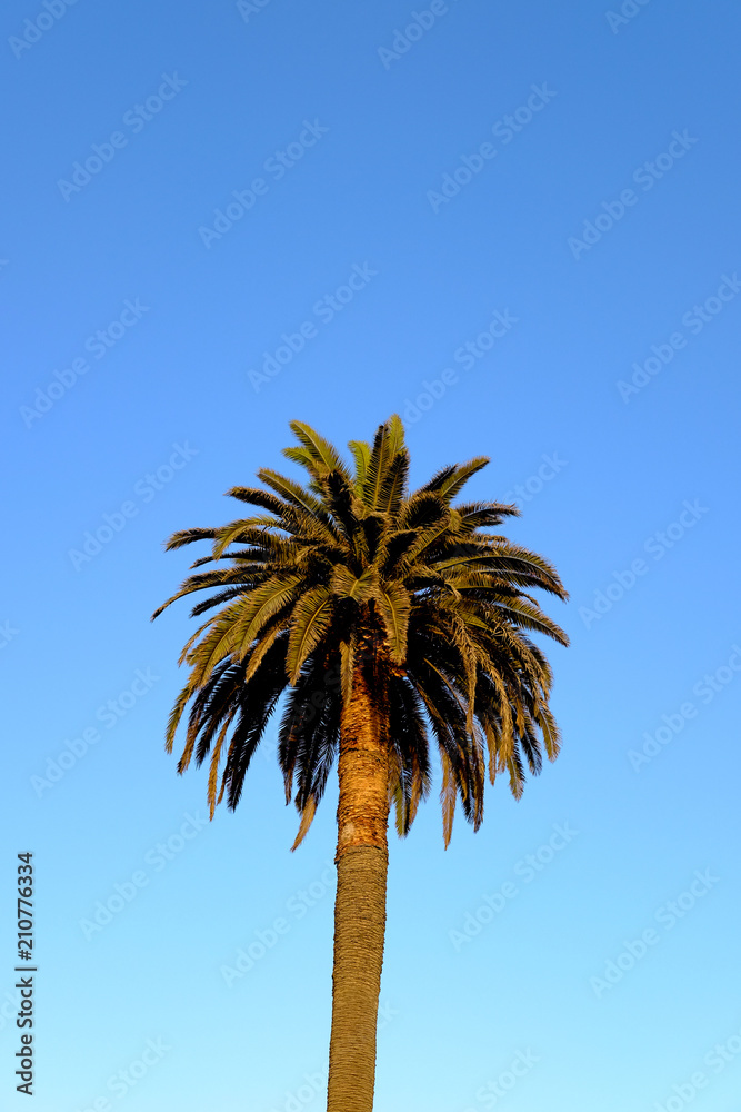 Fototapeta premium Palm trees and blue skies.