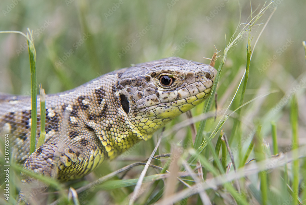 Fototapeta premium garden lizard