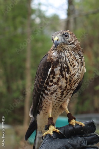Hawk - wild animal 