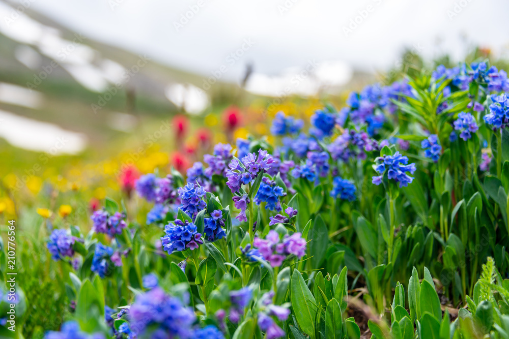 Naklejka premium blue gold