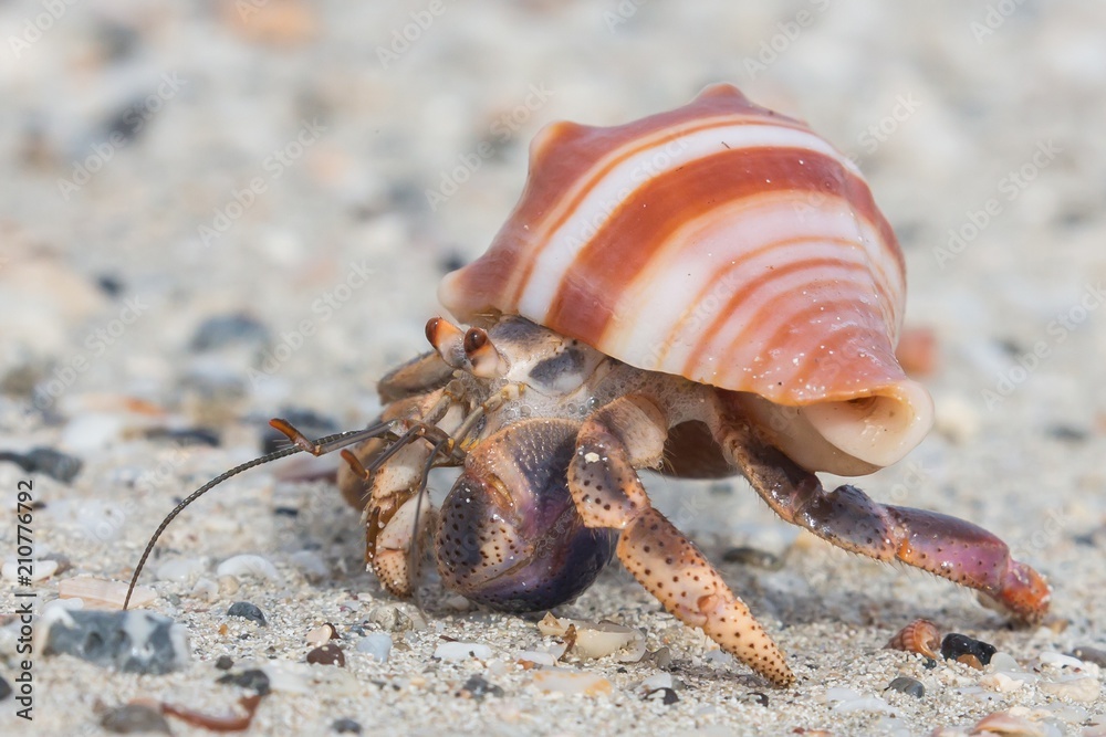 Close up of a beautiful little hermit crab Close up of a beautiful little hermit crab