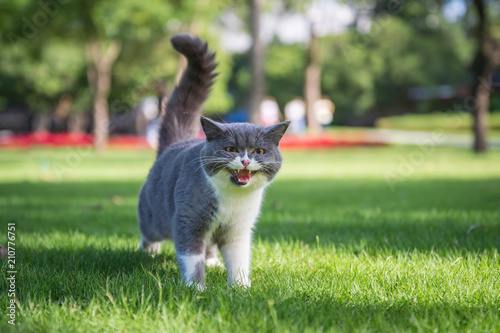 The British short hair cat on the grass