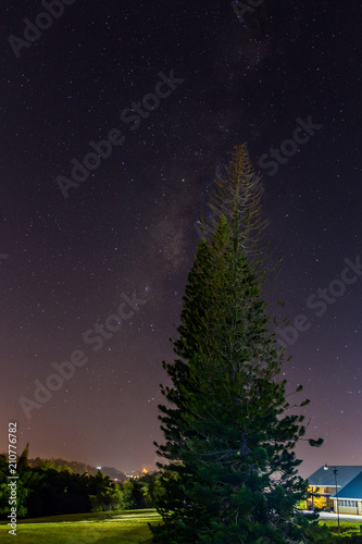Starry Night and Pine Trees © Duncan Noakes