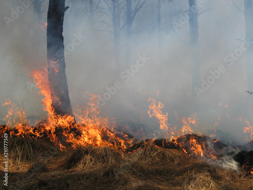 Combate incendio Forestal