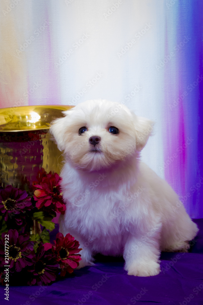 Tiny White Maltese Puppy Next To A Gold Pot With Flowers In Front Of A Purple Pastels Background Stock Photo Adobe Stock