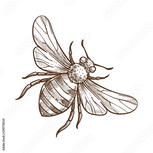 Bumblebee insect monochrome sketch outline white vector illustration