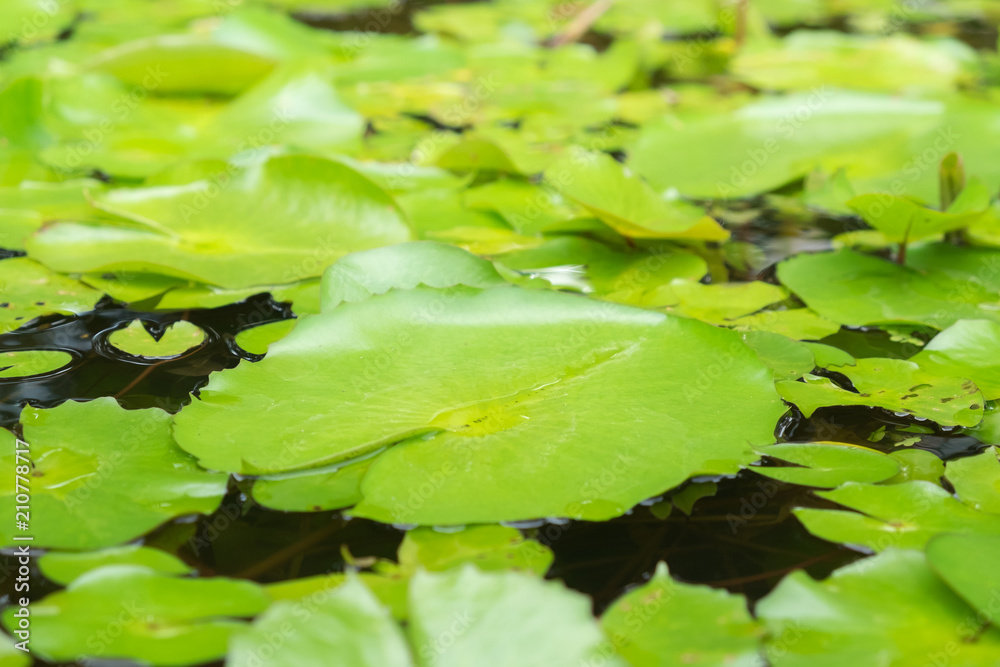 Group of Lotus leaf float on the pool in sunshine day. Group of Lotus leaf float on the pool in sunshine day.