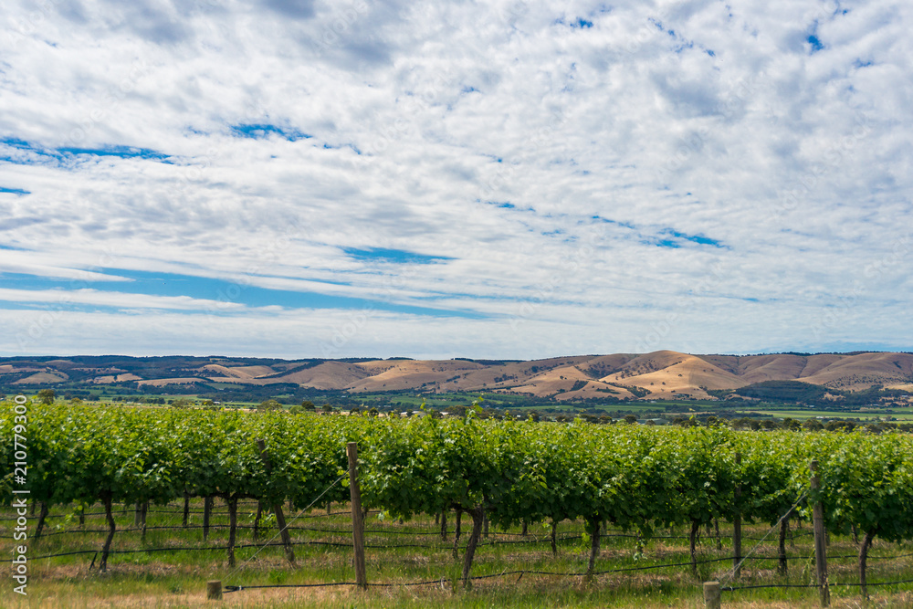 Fototapeta premium Beautiful landscape of vineyard and picturesque sky