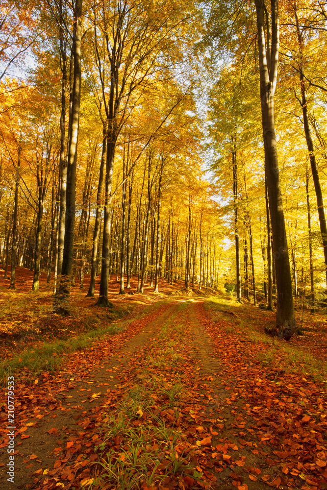 Obraz premium Road in a colorful, autumn forest.Pomerania ,Poland