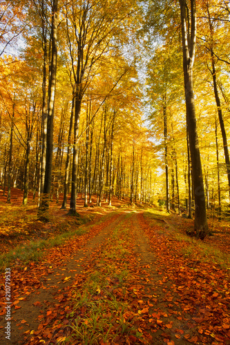 Road in a colorful  autumn forest.Pomerania  Poland 