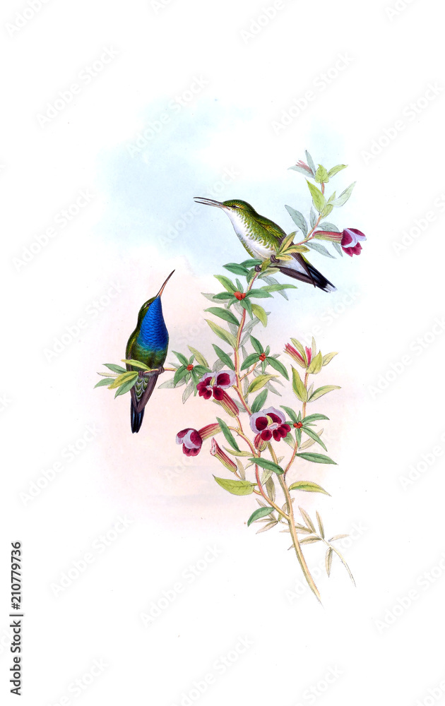 custom made wallpaper toronto digitalIllustration of a Hummingbird.