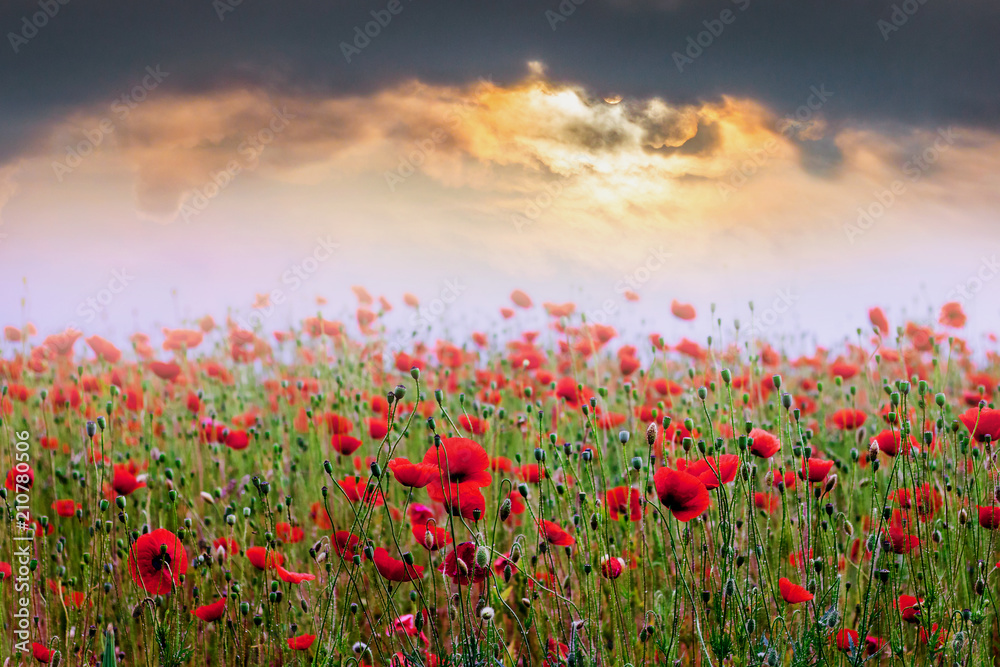 Field of red poppies during the sunset. Sunrise over the poppy field_