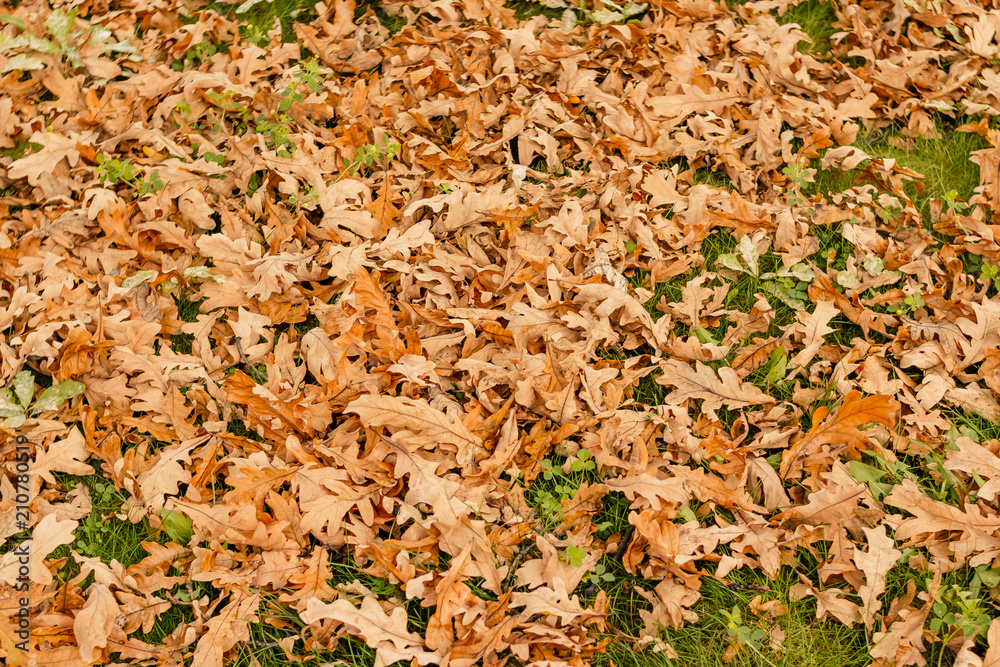 Dry fallen autumn leaves on the grass, lawn in garden or park, warm colors, autumn mood, hello november, fall landscape. Autumn leaves background Dry fallen autumn leaves on the grass, lawn in garden or park, warm colors, autumn mood, hello november, fall landscape. Autumn leaves background