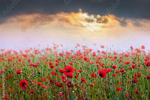 Field of red poppies during the sunset. Sunrise over the poppy field_