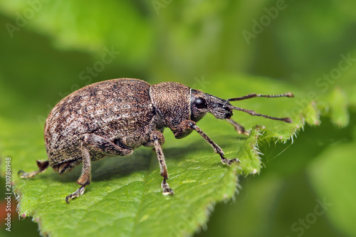 Beetle weevil runs on a green leaf in the grass.   © achkin