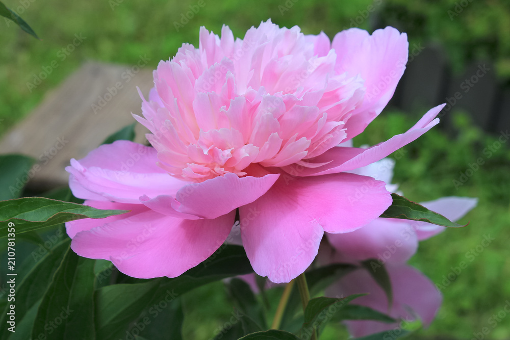 peony flower on green background peony flower on green background