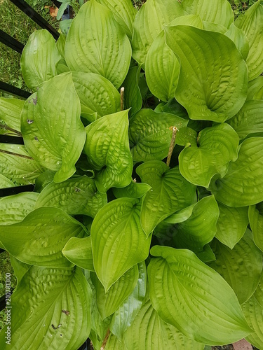 Lush Green Small Petal Flowers Outdoor Summer Flowers