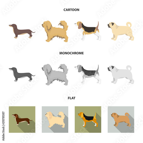 Pikinise, dachshund, pug, peggy. Dog breeds set collection icons in cartoon,flat,monochrome style vector symbol stock illustration web. photo