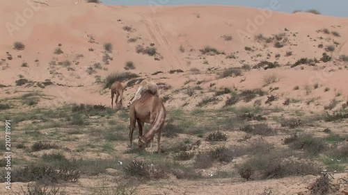 Camels in the desert between Ras Al Khaimah and Dubai, UAE. photo