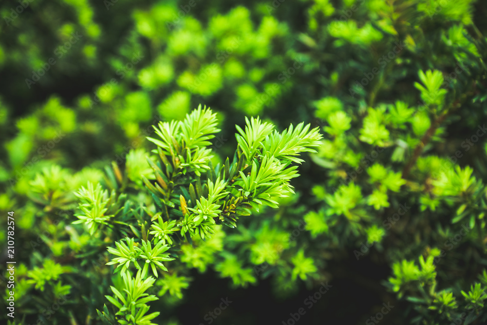 Taxus baccata (Yaw tree) bush in the garden. Selective focus. 