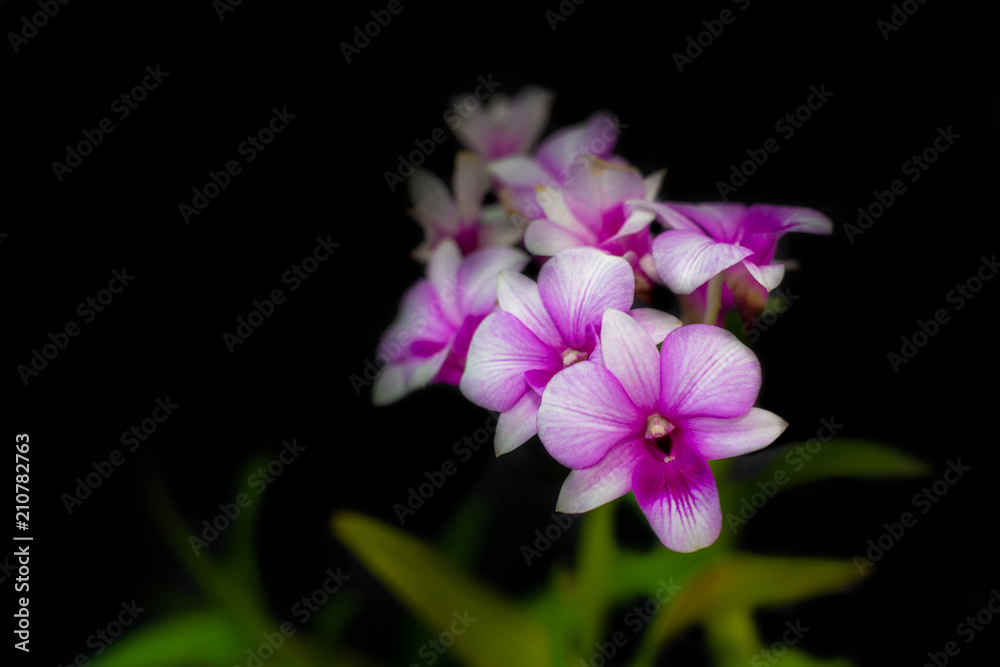 purple and white orchid flowers purple and white orchid flowers