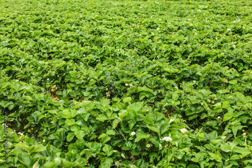 Shallow depth of field photo - strawaberry fields, with unripe fruits and flowers