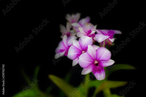 purple and white orchid flowers