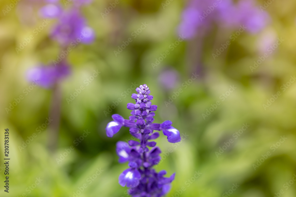 Fototapeta premium purple lavender flower