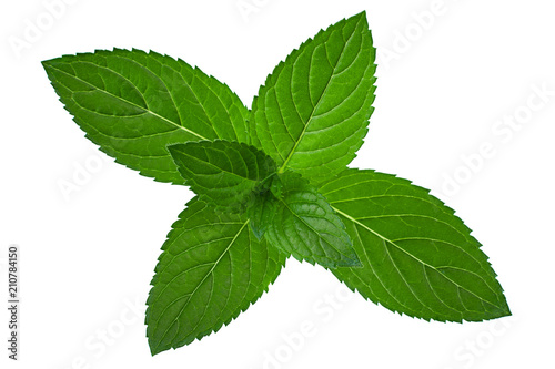 Mint herb leaf on white