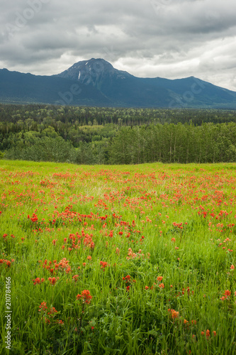 Mountain Meadow with Indian Paintbrush