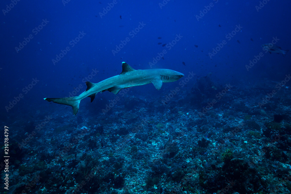 White tip shark