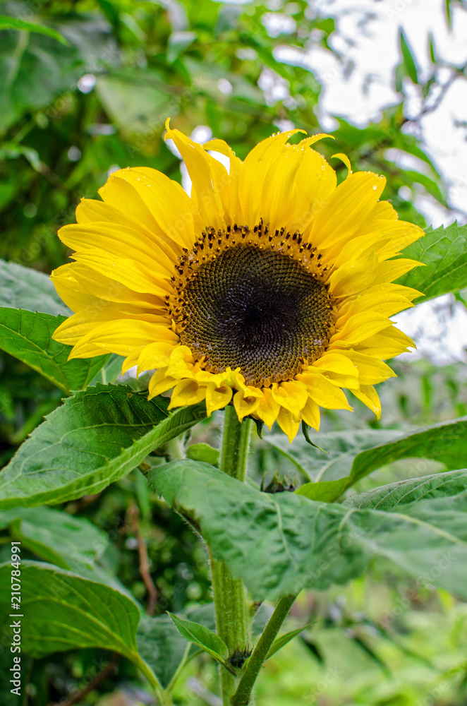 Close-up of the sunflower. Close-up of the sunflower.
