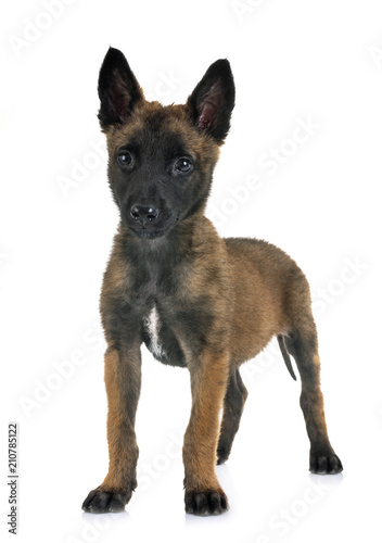 puppy belgian shepherd